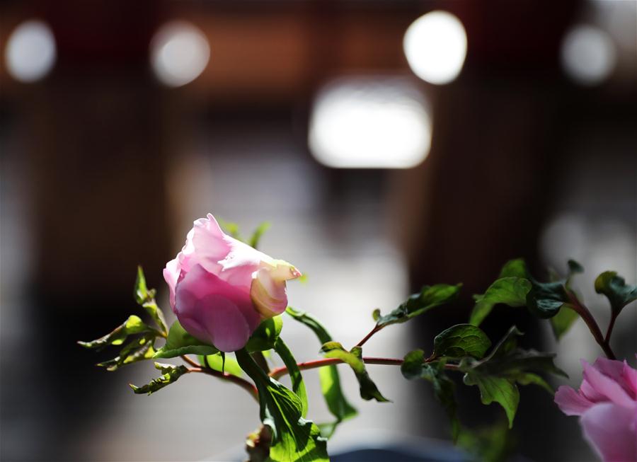 CHINA-LIAONING-SHENYANG-PEONY FLOWERS (CN)