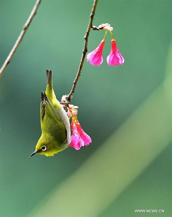 CHINA-FUJIAN-CHEERY BLOSSOM-BIRDS (CN)