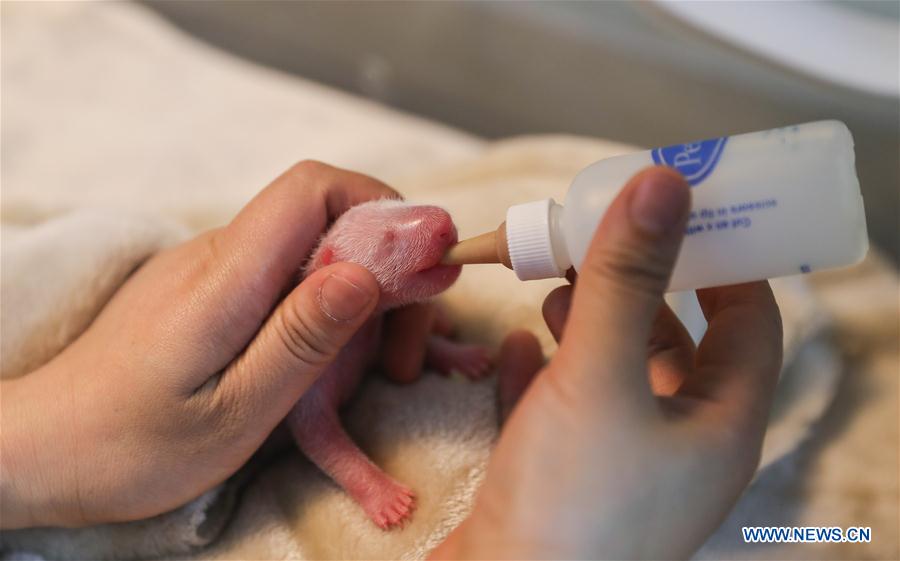 CHINA-CHENGDU-MALE-FEMALE PANDA TWINS (CN)