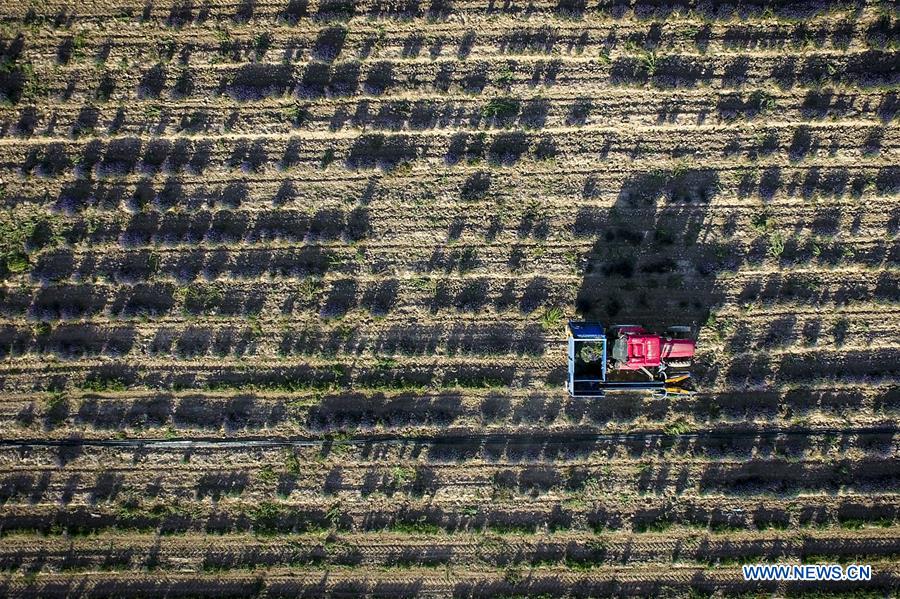 CHINA-XINJIANG-LAVENDER-HARVEST (CN)
