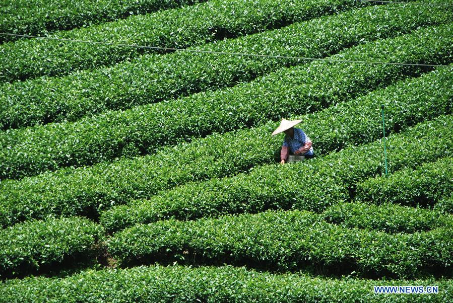 #CHINA-GUANGXI-AUTUMN TEA PICKING(CN)