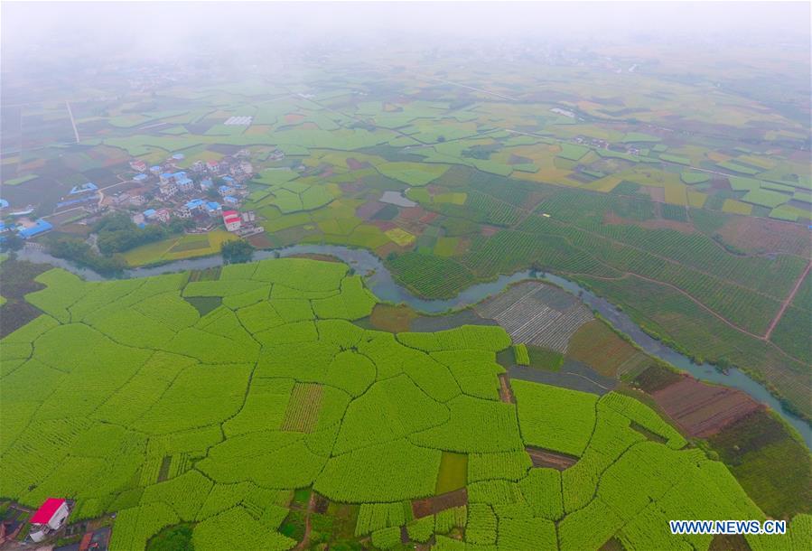CHINA-GUANGXI-LIUZHOU-AUTUMN-SCENERY (CN)