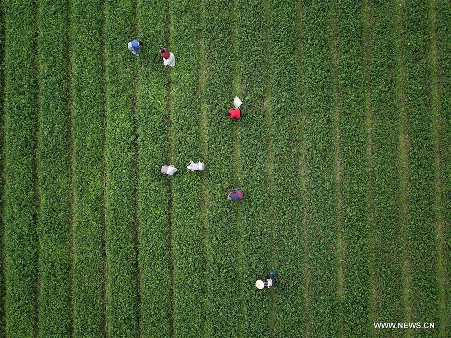 #CHINA-FARMING-SHUANGJIANG (CN)