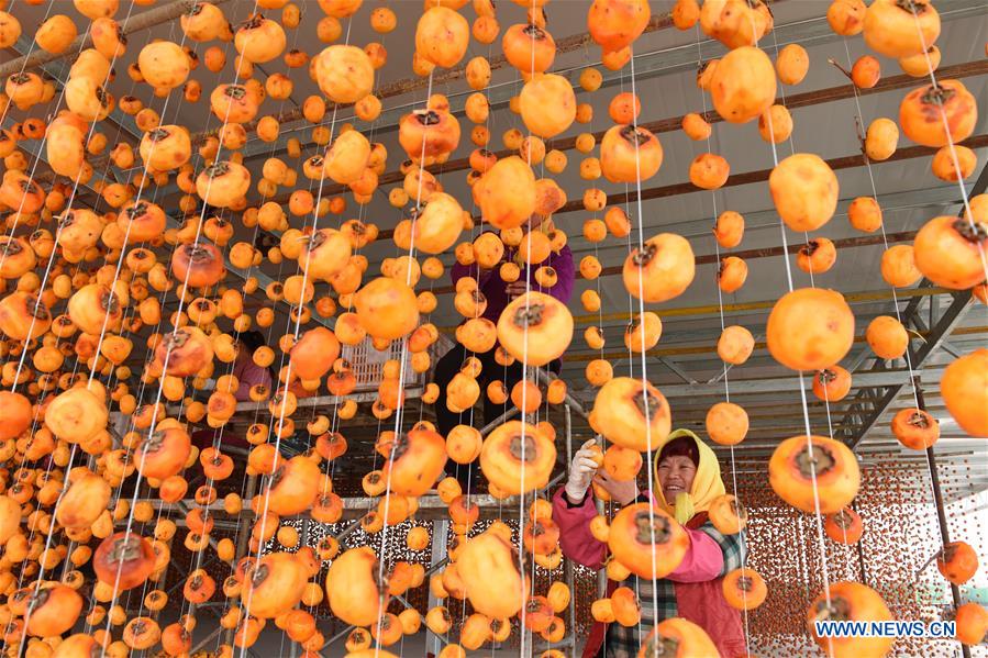 #CHINA-SHANDONG-LINYI-PERSIMMON (CN)