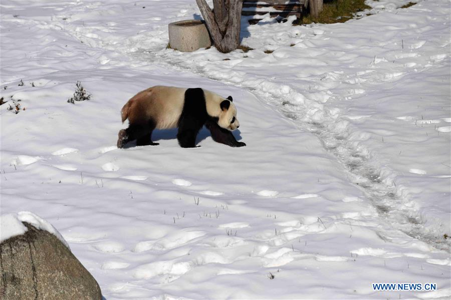 CHINA-HEILONGJIANG-GIANT PANDAS (CN)