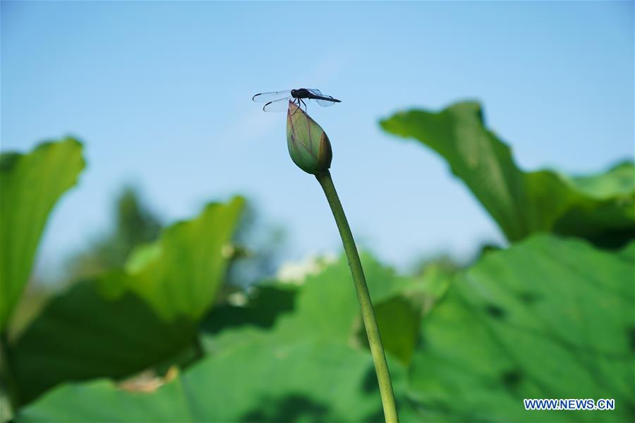 U.S.-WASHINGTON D.C.-SUMMER-GARDEN-SCENERY