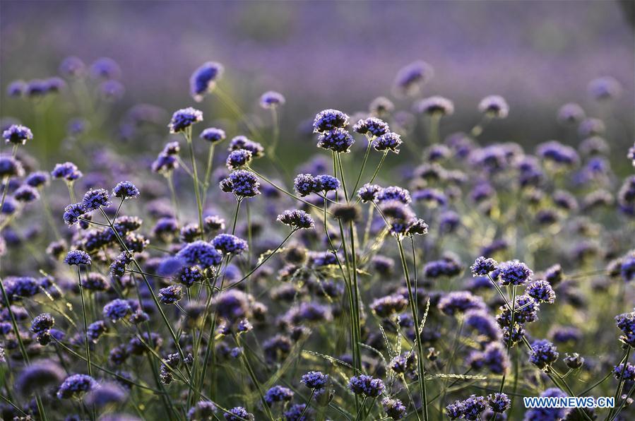 CHINA-NINGXIA-MAOWUSU DESERT-VERVAIN (CN)