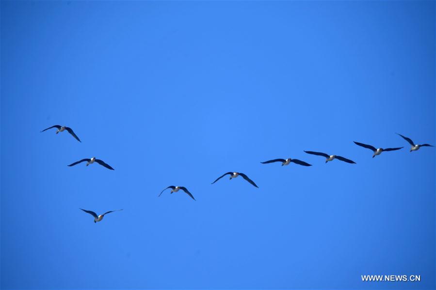 CHINA-JIANGXI-MIGRANT BIRDS-NANJI WETLAND (CN)