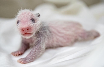 In pics: 11-day-old giant panda cub in Guangzhou, south China