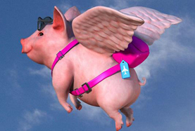 從尋風、找豬到穿秋褲