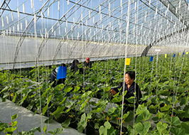 從"種子"管到"筷子" 京郊現(xiàn)代農業(yè)形成食安閉環(huán)