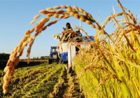 一號文件連續十年聚焦三農