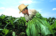 【5月8日】研究部署抓好當前農業生產等工作