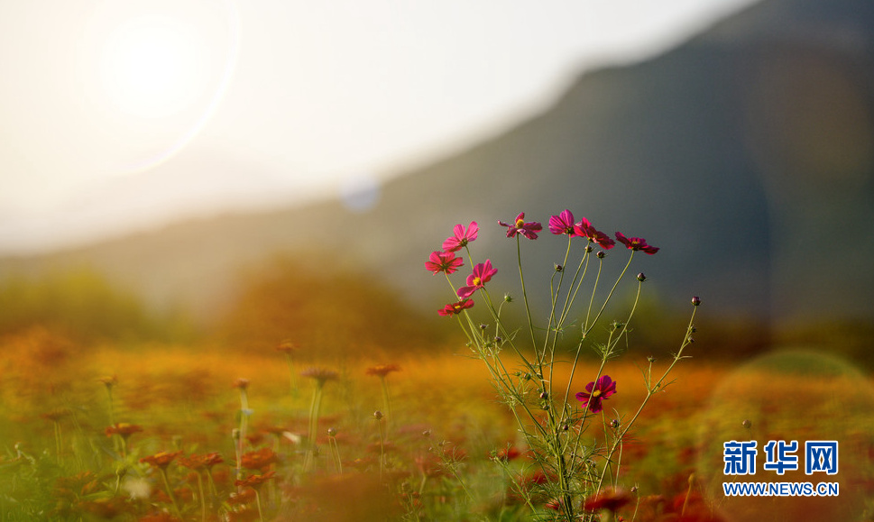 迎著風和日麗的陽光
