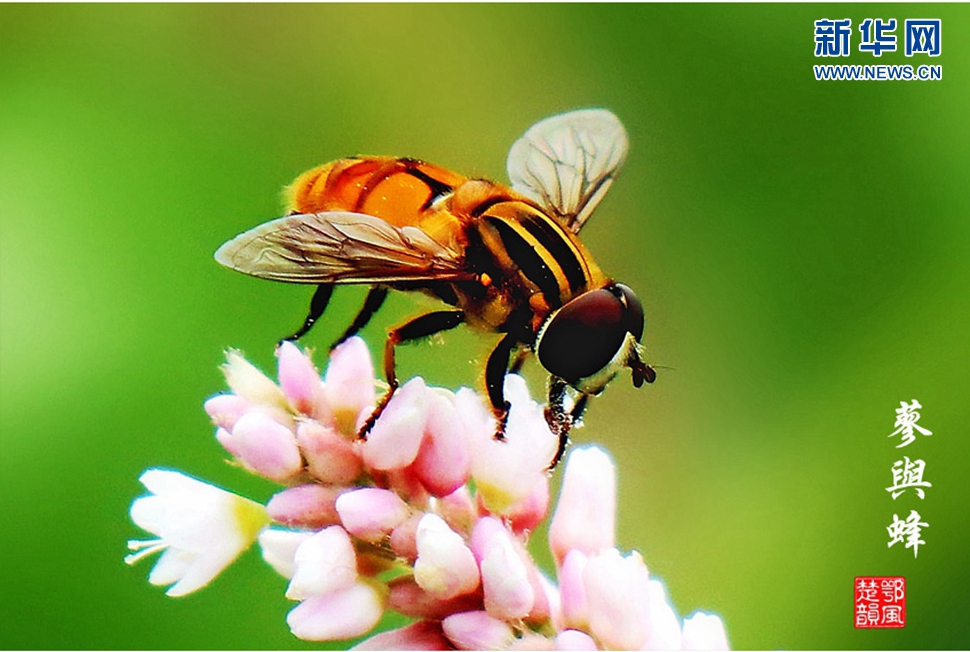 蓼與蜂、蜘蛛