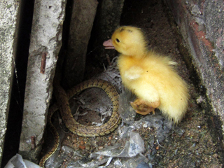 福建鴨場(chǎng)上萬(wàn)鴨苗每只6分錢(qián)賤賣喂蛇