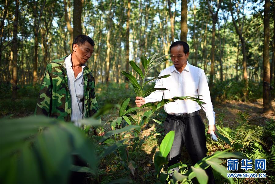 (十九大代表在基層·圖文互動)(3)羊風極:帶領黎族群眾拓寬綠色小康路