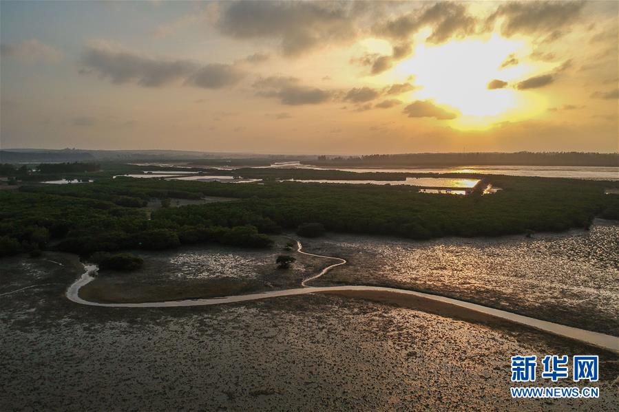 (圖文互動(dòng))(1)十年樹木、紅樹成林——“海上森林”回歸記