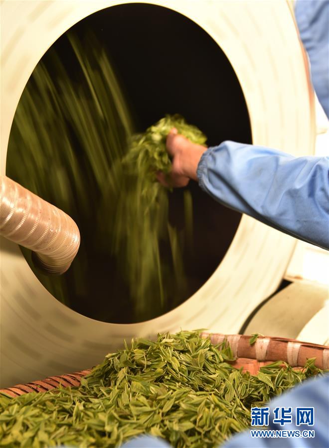 （經濟）（4） 西藏墨脫：茶業(yè)變成致富&ldquo;金葉&rdquo;