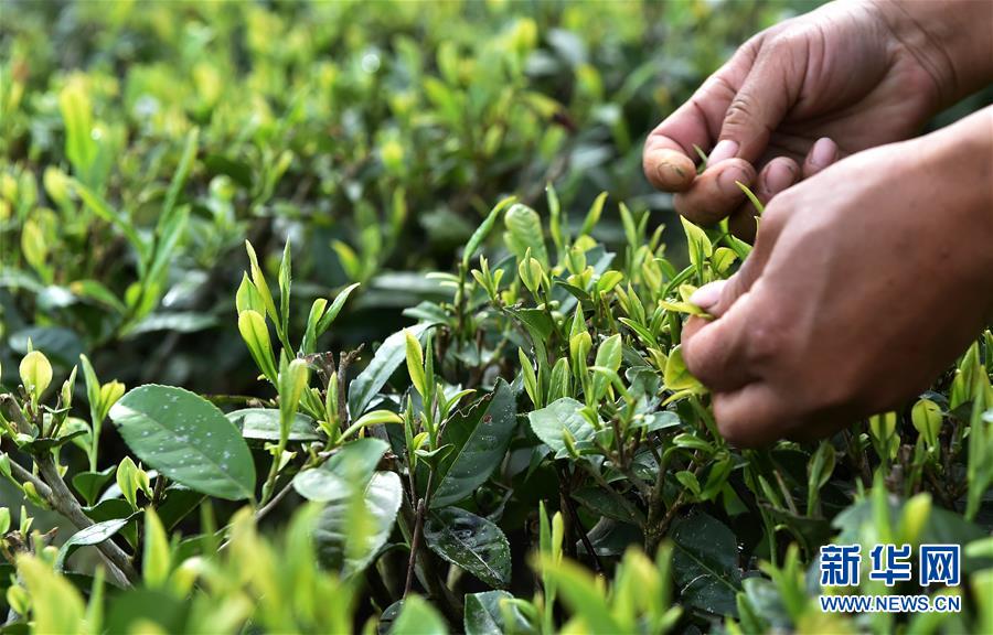 （經濟）（8） 西藏墨脫：茶業變成致富&ldquo;金葉&rdquo;