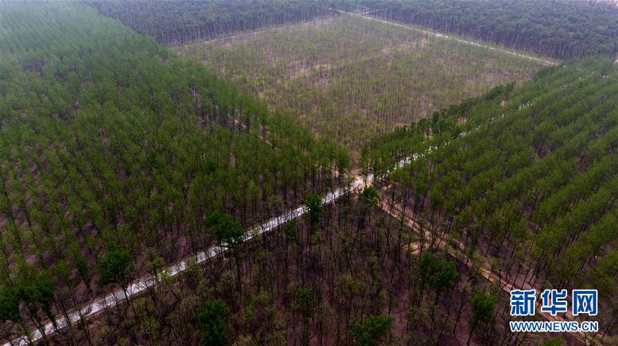 （在習近平新時代中國特色社會主義思想指引下&mdash;&mdash;新時代新氣象新作為&middot;圖文互動）（1）河南民權：三代造林人接力68年播綠黃河故道