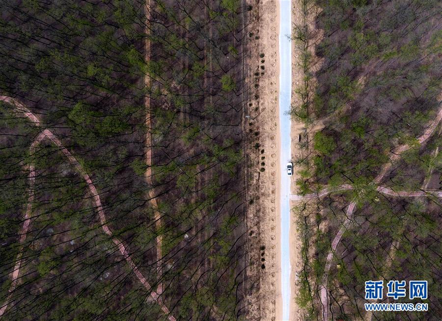 （在習(xí)近平新時(shí)代中國特色社會(huì)主義思想指引下&mdash;&mdash;新時(shí)代新氣象新作為&middot;圖文互動(dòng)）（5）河南民權(quán)：三代造林人接力68年播綠黃河故道