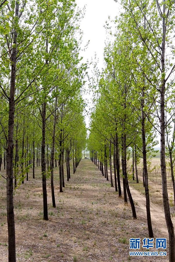 （在習(xí)近平新時(shí)代中國特色社會(huì)主義思想指引下&mdash;&mdash;新時(shí)代新氣象新作為&middot;圖文互動(dòng)）（6）河南民權(quán)：三代造林人接力68年播綠黃河故道