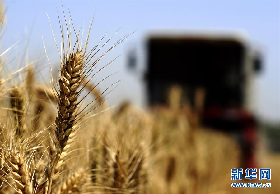 #（經濟）（8）芒種時節麥收忙