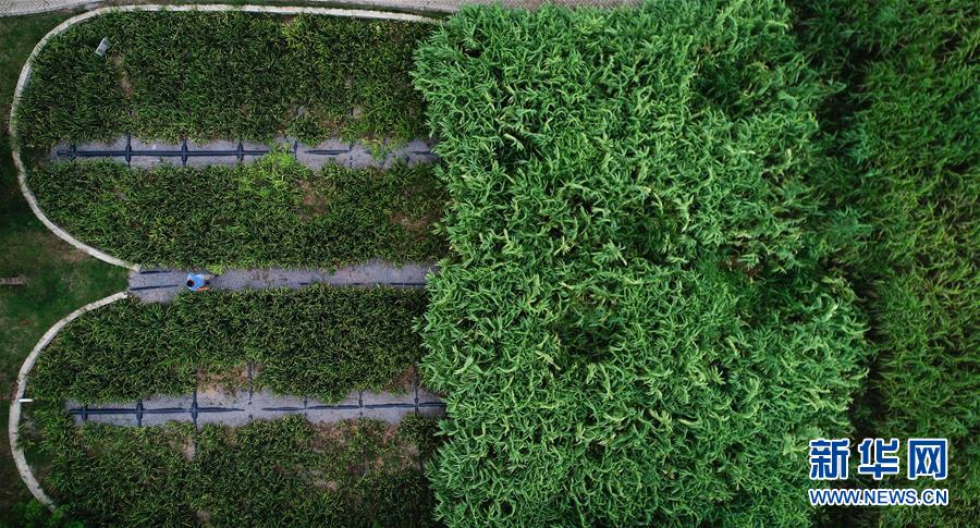 (在習(xí)近平新時代中國特色社會主義思想指引下——新時代新作為新篇章·圖文互動)(3)稀奇!治污濕地成了休閑公園——江蘇蘇州全域推進(jìn)農(nóng)村生活污水治理