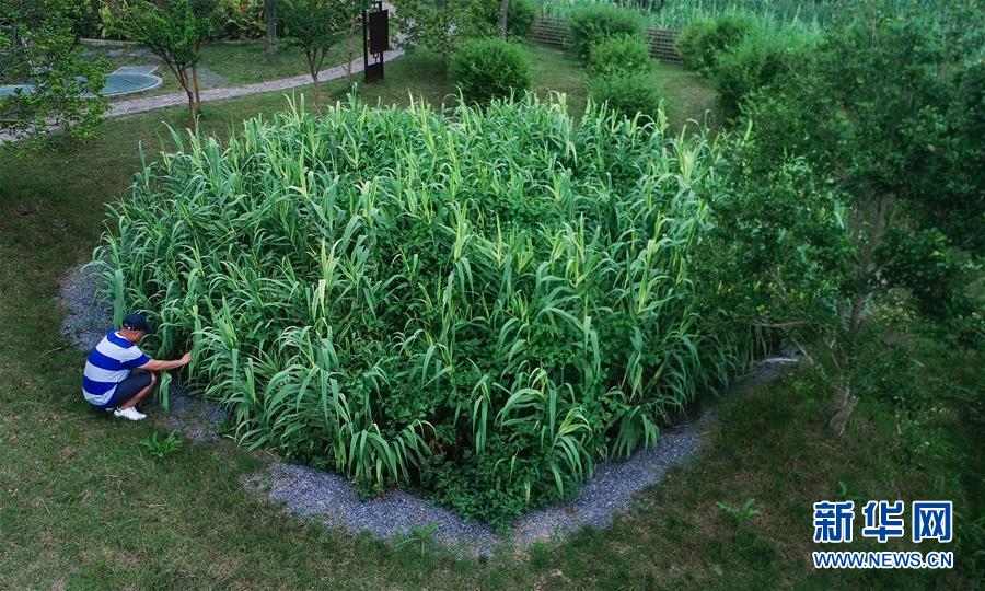 (在習(xí)近平新時代中國特色社會主義思想指引下——新時代新作為新篇章·圖文互動)(4)稀奇!治污濕地成了休閑公園——江蘇蘇州全域推進(jìn)農(nóng)村生活污水治理