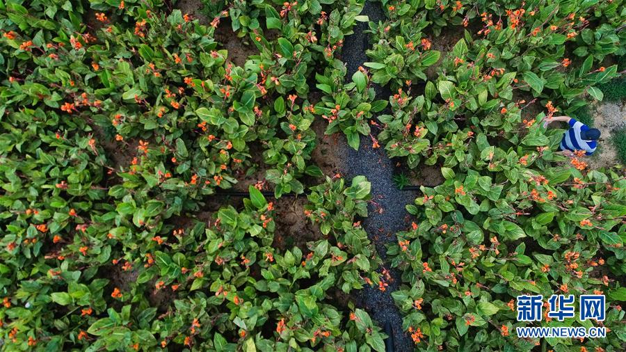 (在習(xí)近平新時代中國特色社會主義思想指引下——新時代新作為新篇章·圖文互動)(5)稀奇!治污濕地成了休閑公園——江蘇蘇州全域推進(jìn)農(nóng)村生活污水治理