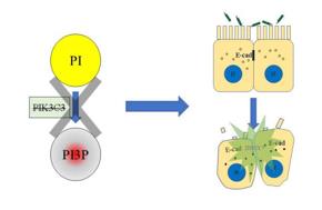 PI3P缺失導致上皮細胞連接破壞，最終招募中性粒細胞，發生急性炎癥