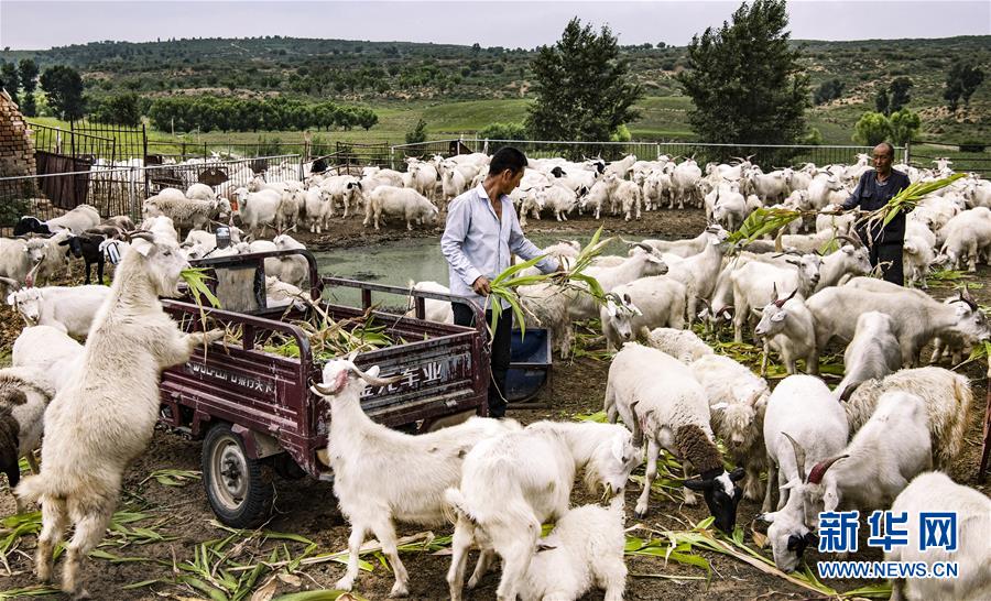 （壯闊東方潮 奮進(jìn)新時(shí)代&mdash;&mdash;慶祝改革開放40年）（6）感受&ldquo;毛烏素&rdquo;的生機(jī)