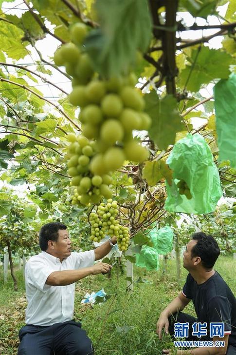 （豐收的味道&middot;圖文互動）（2）露濃壓架葡萄熟&mdash;&mdash;江蘇灌南縣葡萄產業&ldquo;變身記&rdquo;
