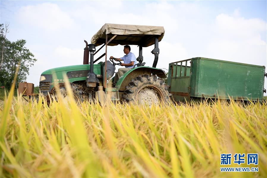 （新華全媒頭條&middot;圖文互動）（7）希望灑在金色田野&mdash;&mdash;寫在鄉村振興戰略實施一周年之際