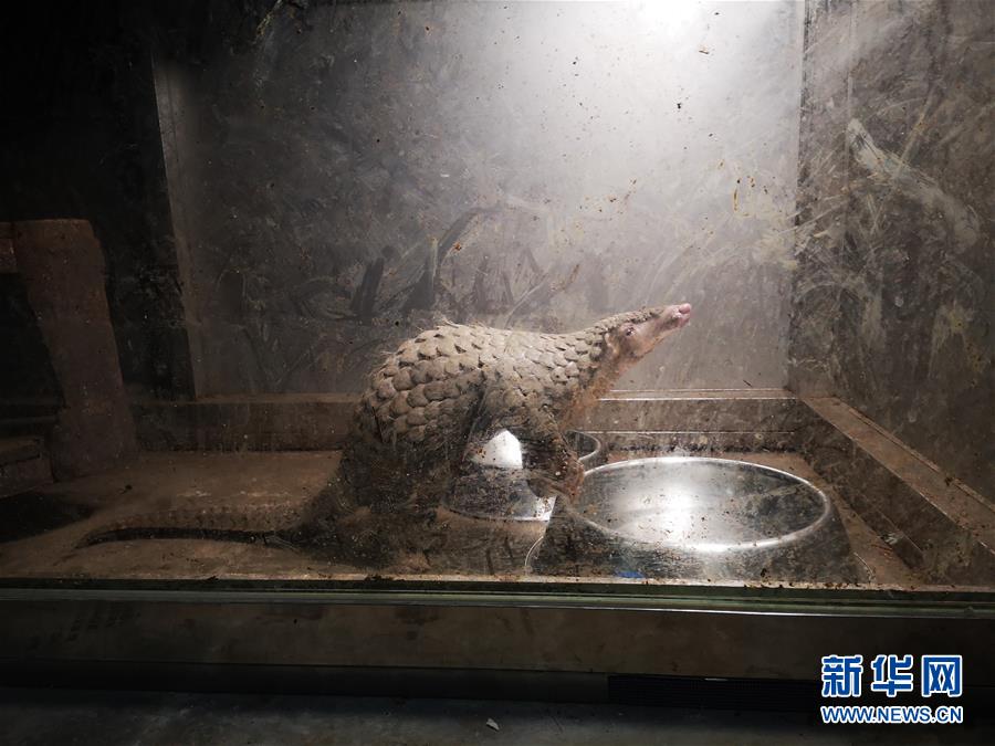 （鏡觀中國&middot;新華社國內照片一周精選）（16）幸存的穿山甲