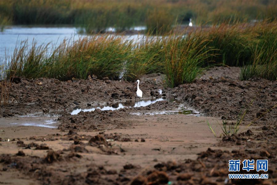 (新華視點·圖文互動)(4)福建10名黨員干部被問責的背后:7部門十余次執法未能有效制止泉州灣濕地圍墾行為