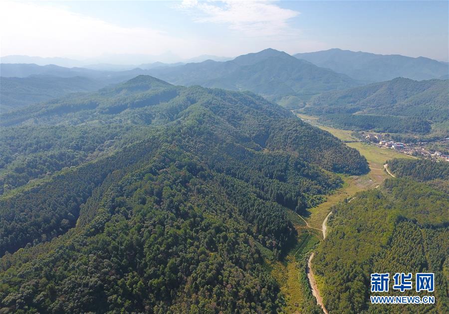 (在習近平新時代中國特色社會主義思想指引下·慶祝改革開放40周年·綠色發展·圖文互動)(3)向陽花木易為春——綠色發展之“木”的故事