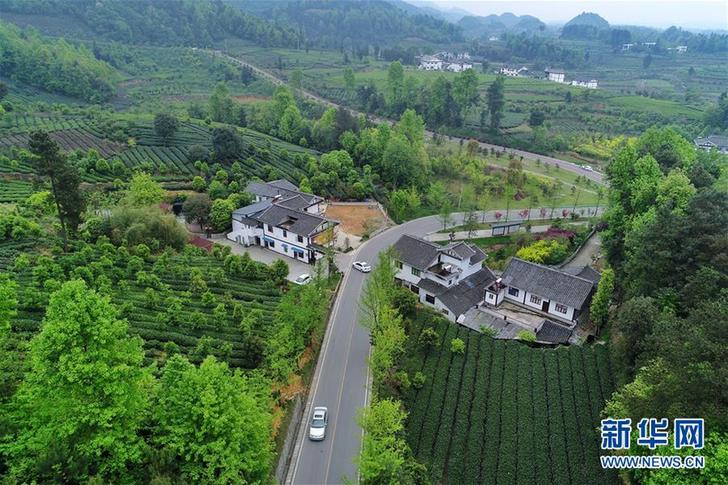 (百城百縣百企調(diào)研行·圖文互動(dòng))(3)貴州湄潭:綠浪淘心 茶富萬(wàn)民