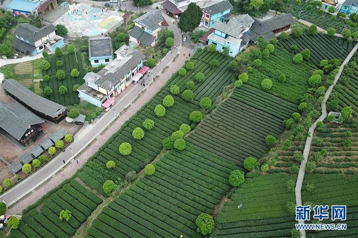 (百城百縣百企調(diào)研行·圖文互動(dòng))(2)貴州湄潭:綠浪淘心 茶富萬(wàn)民