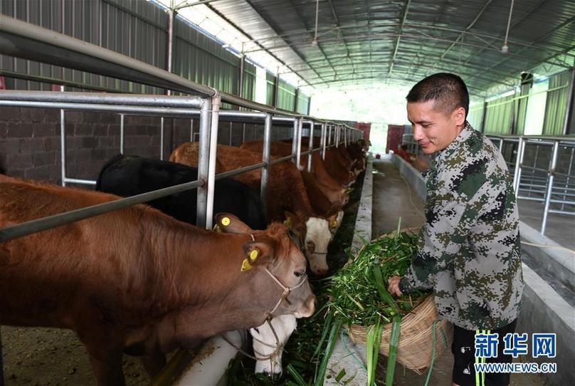 (輝煌60年·壯美新廣西·圖文互動)(7)奮力書寫壯鄉反貧困歷史新篇章——廣西干部群眾接續奮斗脫貧攻堅觀察