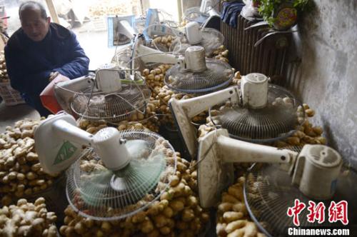 資料圖:山西太原蔬菜批發市場,姜販用多臺電風扇風干新鮮潮濕的生姜。<a target='_blank' ><p align=