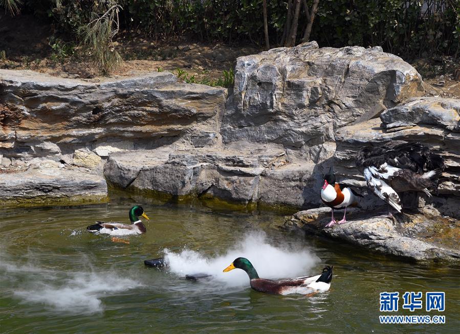 （壯麗70年 奮斗新時代&mdash;&mdash;推動高質量發展調研行&middot;圖文互動）（1）北京&ldquo;三老&rdquo;現象透視