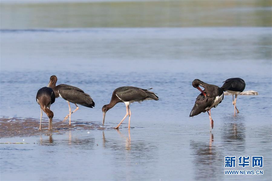 （生態(tài)文明建設&middot;圖文互動）（5）從亂河灘到&ldquo;鳥的天堂&rdquo;&mdash;&mdash;一名攝影師鏡頭里的&ldquo;生態(tài)變奏曲&rdquo;