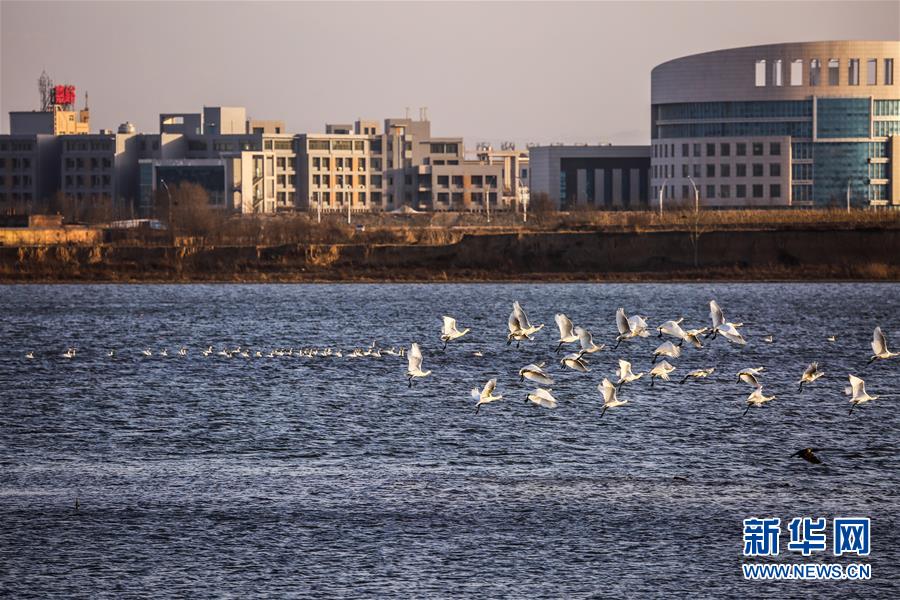 （生態(tài)文明建設&middot;圖文互動）（6）從亂河灘到&ldquo;鳥的天堂&rdquo;&mdash;&mdash;一名攝影師鏡頭里的&ldquo;生態(tài)變奏曲&rdquo;