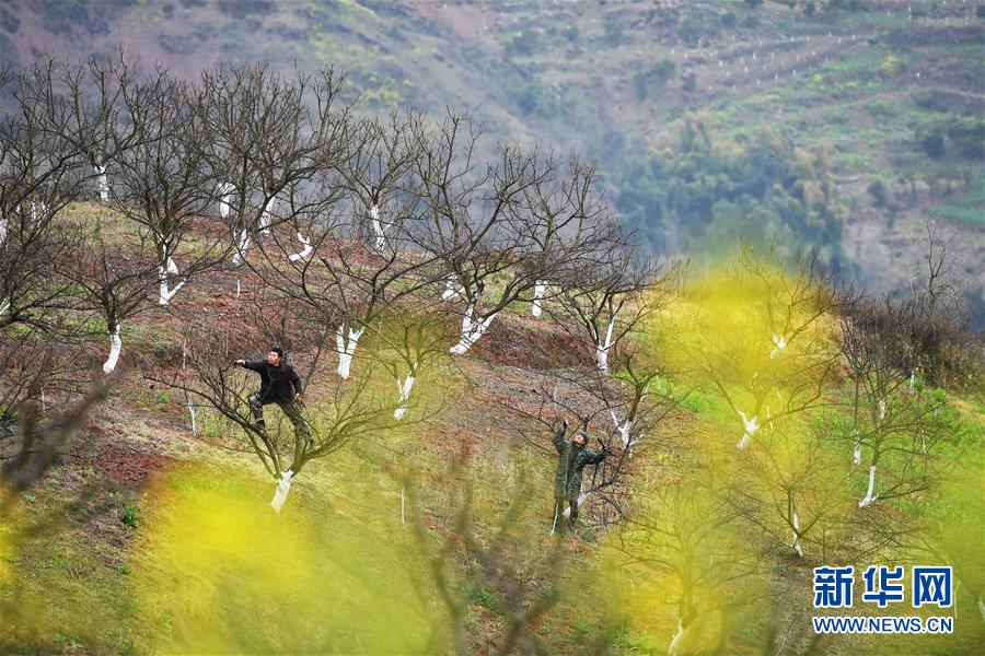 (在習(xí)近平新時代中國特色社會主義思想指引下——新時代新作為新篇章)(8)重慶巫山:“生態(tài)寶貝”變身“搖錢樹”