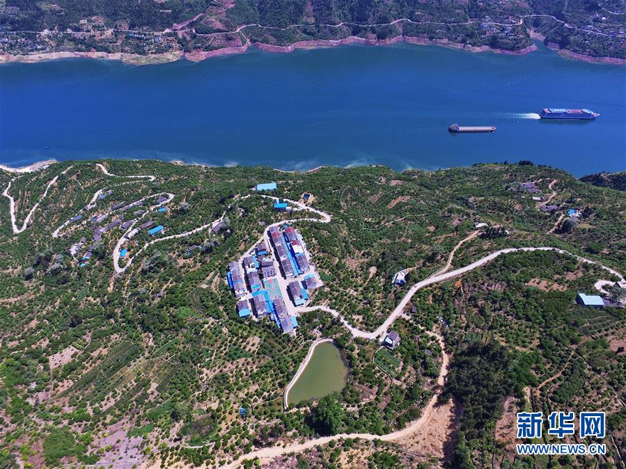 (在習(xí)近平新時代中國特色社會主義思想指引下——新時代新作為新篇章)(2)重慶巫山:“生態(tài)寶貝”變身“搖錢樹”