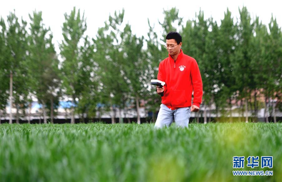 （新華全媒頭條&middot;愛國情 奮斗者&middot;圖文互動(dòng)）（5）把論文寫在祖國的大地上&mdash;&mdash;中國農(nóng)業(yè)大學(xué)46年扎根河北曲周服務(wù)鄉(xiāng)村振興紀(jì)實(shí)