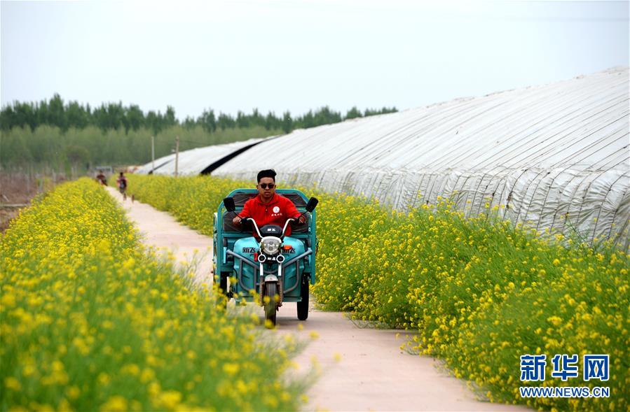 （新華全媒頭條&middot;愛國情 奮斗者&middot;圖文互動(dòng)）（6）把論文寫在祖國的大地上&mdash;&mdash;中國農(nóng)業(yè)大學(xué)46年扎根河北曲周服務(wù)鄉(xiāng)村振興紀(jì)實(shí)