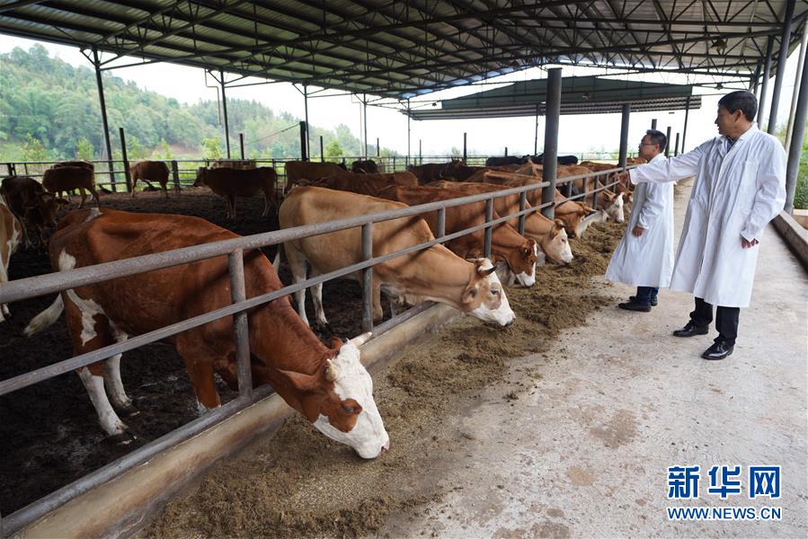 (直過民族脫貧攻堅·圖文互動)(4)“人類童年·西盟佤部落”成長記